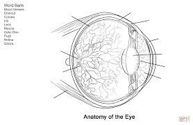Maybe you would like to learn more about one of these? Human Eye Anatomy Worksheet Coloring Page From Anatomy Category Select From 27278 Printable Crafts Anatomy Coloring Book Anatomy Of The Eye Human Eye Diagram
