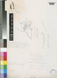 Image result for Agelanthus sambesiacus