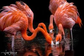 Flamingos Flamingo Wolf