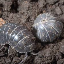 Maybe you would like to learn more about one of these? Pillbugs