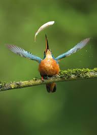 55 Best Bird Photos Of 2017 Have Been Announced And They Re Truly Amazing Bird Photo Bird Photography Beautiful Birds