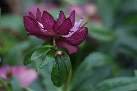 Check spelling or type a new query. 11 Of The Best Double Hellebore Varieties Gardener S Path