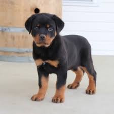 Or check out the complete list of all rottweiler rescues in the usa! Jane Rottweiler Puppy 596293 Puppyspot