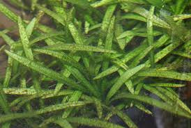 Image result for Butomopsis