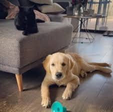 Maryland is known for the beautiful inner harbor, the national aquarium, and its seafood.the old line state adopted the chesapeake bay retriever. 7 Best Golden Retriever Breeders In Maryland 2021 We Love Doodles
