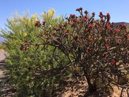 Cactus injury and cactus dermatitis. Delectable Cholla Bud And Nopalito Recipe Ideas Savor The Southwest