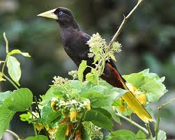 Image result for Dolichos pseudocajanus