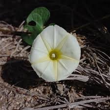 Image result for Ipomoea obscura