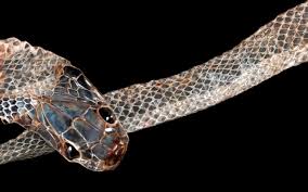 Someone suggested a kookaburra may have been the culprit. Why Do Snakes Shed Their Skin Wonderopolis