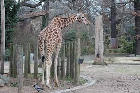 Giraffe Berliner Zoo Zoo Photography Zoo Giraffe