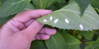 Image result for puklice