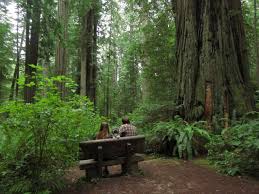 Tripadvisor.com has been visited by 1m+ users in the past month Dog Friendly Redwoods Activities A Complete Guide Travels With Ted