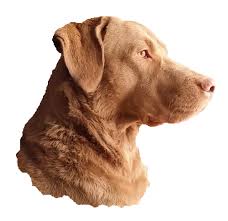 Chesapeake Bay Retriever Color Misty Shores Chesapeakes