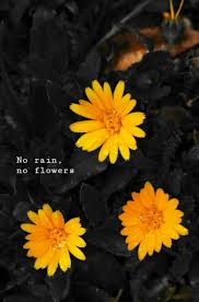 Explore 1000 effort quotes by authors including john ruskin, napoleon hill, and franklin d. Tumblr Quotes About Flowers