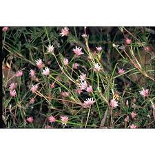 Image result for Laggera gracilis