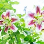 Shop our great selection of indoor lilies & save. Dwarf Pineapple Lily Care Learn About Growing Aloha Lily Plants