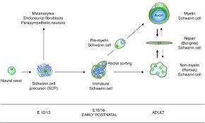 Meaning of schwann cell medical term. The Repair Schwann Cell And Its Function In Regenerating Nerves Abstract Europe Pmc