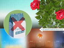 Best fertilizer for knockout roses 2021. How To Fertilize Roses With Pictures Wikihow