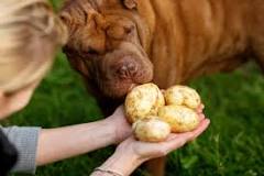 Image result for can dogs eat red potatoes