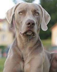 Top 10 Best Dog Breeds Weimaraner Dogs Training Weimaraner Dogs Weimaraner Puppies