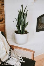 Maybe you would like to learn more about one of these? 9 Faux Plants That Actually Look Real Nadine Stay