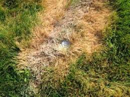 We did not find results for: Chlorine Toxicity Turfgrass