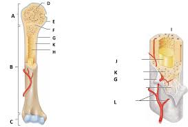 Start studying long bone labeled. 1 19 Describe The Structure Of Bone And Label A Diagram Of A Typical Long Bone In Longitudinal Section Diagram Quizlet