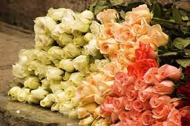 Prestige flowers is voted uk's no. Pin On Menodora 4 5 2017
