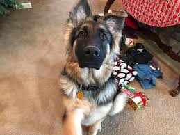We do this yearly to encourage those who love boxer puppies but can't afford one due to the high price. German Shepherd Boxer Mix Vet Reviews 3 Reasons To Avoid
