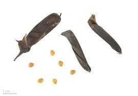 Image result for Crotalaria rhodesiae