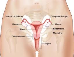 Los testículos producen espermatozoides y liberan a la sangre hormonas sexuales masculinas (testosterona). Imagenes Aparato Reproductor Femenino Con Nombres