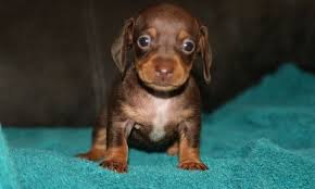 We are located in sunny southern california but our puppies have been adopted into loving homes all over the world. Dachshund Puppies For Sale Worcester Ma Dachshund Puppies For Sale Dachshund Puppies Dachshund Puppy Miniature
