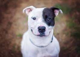 All puppies are released with microchips, health card, three worming cycles and vaccination. Kansas City Commissioners Repeal Decades Old Pit Bull Ban The Dogington Post