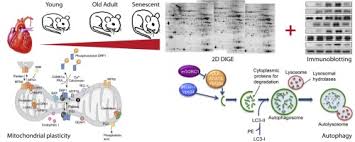 sprague dawley rats a model of successful heart aging