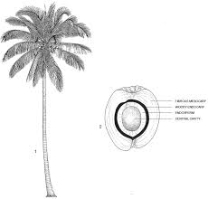 Image result for Cocos nucifera