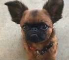 These 25 Cute Cross-Breed Dogs Will Make You Fall In Love ...