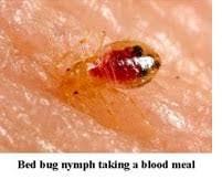 Our professional team would be happy to provide more information about bed bug control and pest management services. Three Ways Bed Bugs Make You Sick