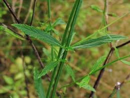 Image result for Verbena litoralis