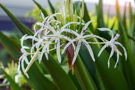 Image result for Chlorophytum amplexicaule