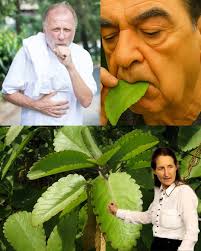 power of leaves in gardening