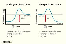 Exotherme und endotherme reaktionen am beispiel der versuche mit blauem und weißem kupfersulfat heute: Sie Mussen Den Unterschied Zwischen Endergonisch Und Exergonisch Verstehen