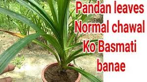 Pandan plant/biryani leaf uses and propagation. Aromatic Basmati Leaves Plant Pandan Leaves Tips Care Youtube