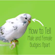 On september 6, 2019 september 7, 2019 by coloring.rocks! Is My Budgie A Boy Or A Girl Photo Identification Guide Pethelpful