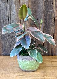 Image result for ficus elastica flower
