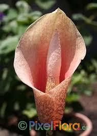 Image result for Amorphophallus abyssinicus