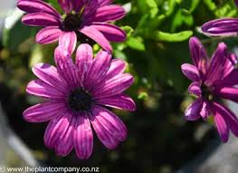 Image result for Osteospermum muricatum