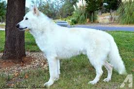 We have selected our shepherds for beauty, intelligence and loving, loyal dispositions. Akc White German Shepherd Stud For Sale Ofa Certified Champion Bred White German Shepherd German Shepherd Breeds