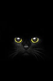 pin de yana suvorova em koshkin dom papel de parede de gato wallpaper gatos papel de parede gatos