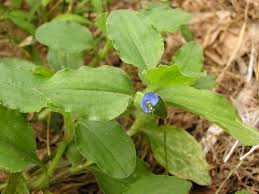 Image result for Commelina benghalensis