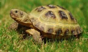 Horsefield Tortoise 2019 Ultimate How To Care Guide
